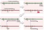 Reverse Computation for Rollback-based Fault Tolerance in Large Parallel Systems